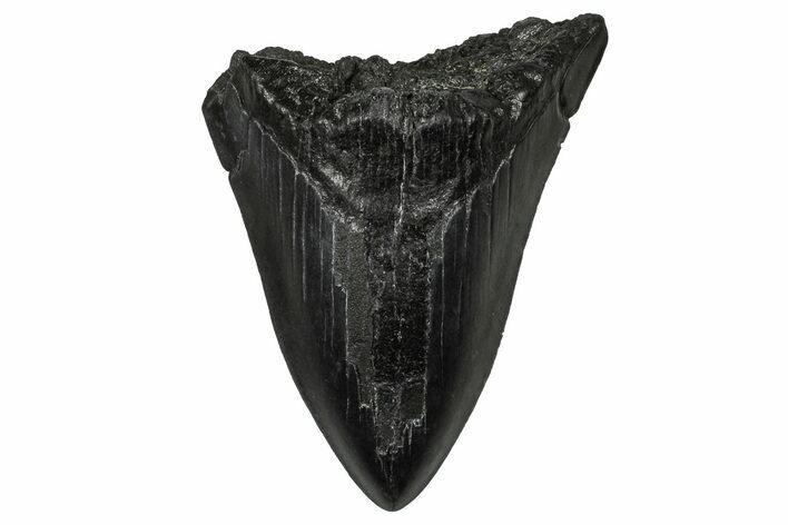 Bargain, Fossil Megalodon Tooth - South Carolina #356861